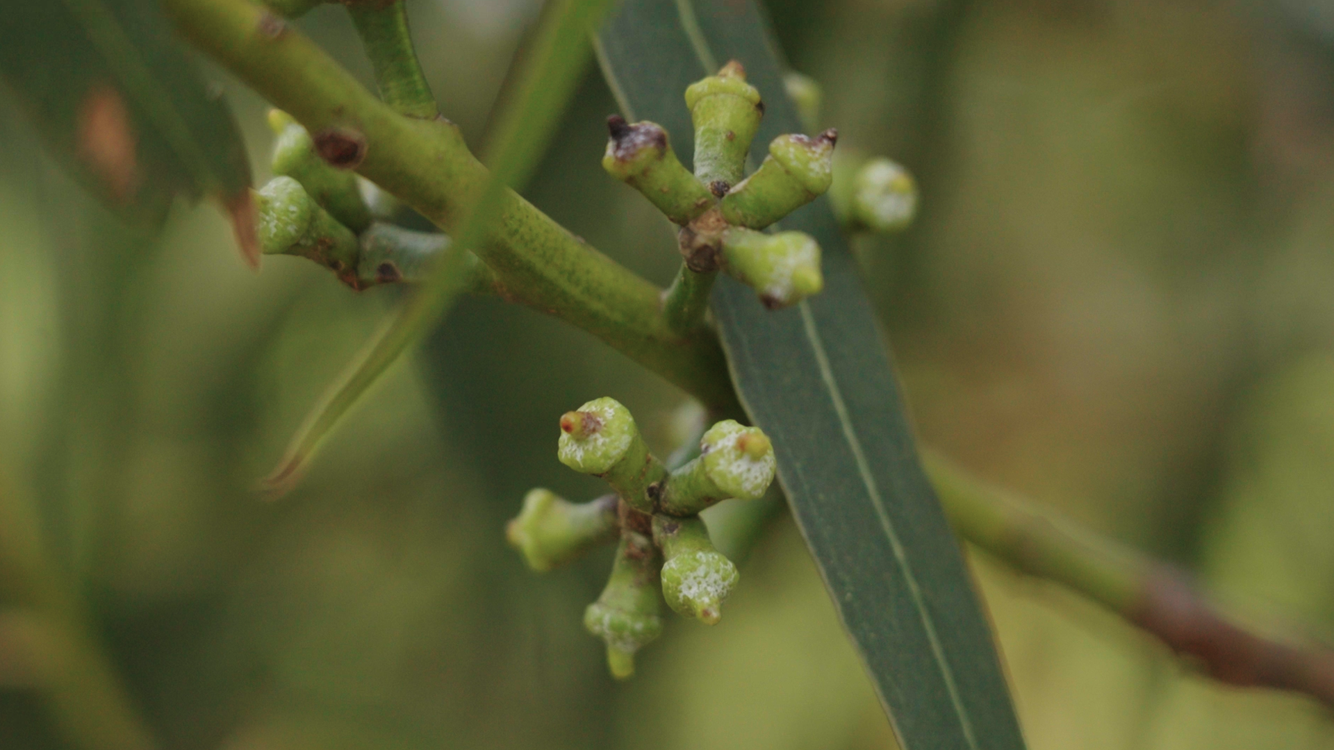 Film still from Gumtree